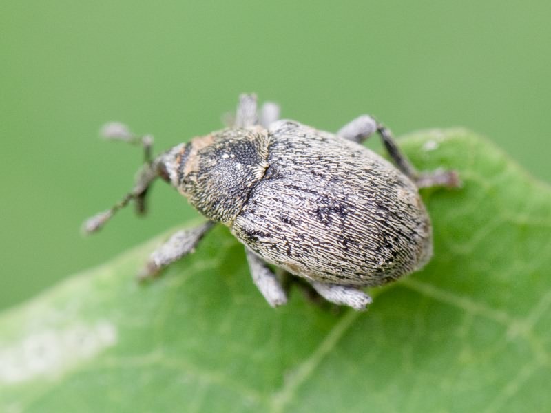 Sibinia viscariae (Linnaeus, 1761)
